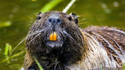 After disappearing for decades, seven beavers returned to California's Tule River and began restoring the landscape