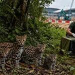 After months of tracking, volunteers found five leopard cats breeding in Changi’s forest, but Terminal 5 construction is forcing them to relocate
