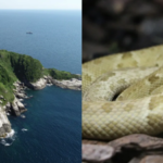 Ilha Da Queimada Grande: After the last ice age, the Ilha da Queimada Grande island was separated from the Brazilian mainland; today, it is the only home to the highly venomous Golden lancehead snakes in the world