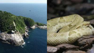 Ilha Da Queimada Grande: After the last ice age, the Ilha da Queimada Grande island was separated from the Brazilian mainland; today, it is the only home to the highly venomous Golden lancehead snakes in the world