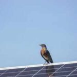 AI cameras watched birds around solar panels for 17,000 hours and recorded no collisions; scientists are now testing the system in 7 US states