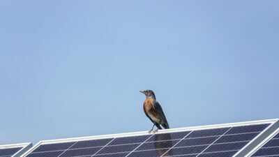 AI cameras watched birds around solar panels for 17,000 hours and recorded no collisions; scientists are now testing the system in 7 US states