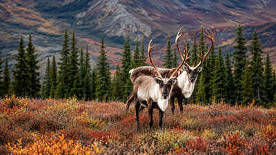 Alaska’s tundra looks like frozen ground, but beneath it lies ancient carbon a climate warning worth $43 trillion