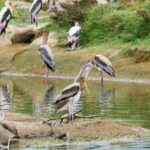In the 1930s, Texas built 3 bird-nesting islands from dredged mud; all vanished, but one rebuilt 4.5-acre island now hosts more than 2,500 nesting pairs