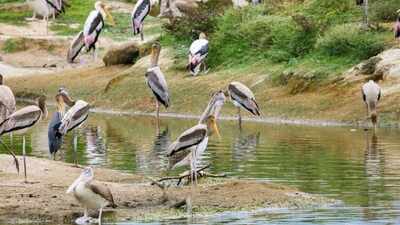 In the 1930s, Texas built 3 bird-nesting islands from dredged mud; all vanished, but one rebuilt 4.5-acre island now hosts more than 2,500 nesting pairs