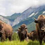 American bison had been hunted to extinction in Mexico; 160 years later the country introduced 47 bison in 2025 and the ecosystem is slowly restoring itself