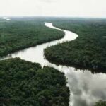 In 2003, China planted small islands of native trees along a degraded river; 20 years later they held only 19–30% of an intact forest’s diversity and biomass