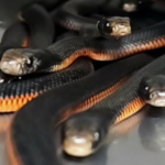 An Australian family noticed snakes disappearing into a backyard mulch pile; snake catchers found 102 venomous snakes underneath