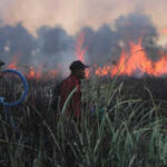 Wildfires came within metres of rescued orangutans in Indonesia; staff fought the blaze into the night and moved 60 animals to safer enclosures
