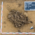 Archaeologists found a 7,000-year-old pit packed with beaver bones; it reveals how Europe's first farmers used animal fur