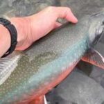 Alaska used rotenone to eliminate invasive pike from an entire lake; the pike vanished, and 6,836 Arctic char were later stocked to rebuild the native fishery
