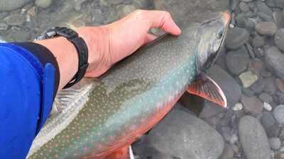 Alaska used rotenone to eliminate invasive pike from an entire lake; the pike vanished, and 6,836 Arctic char were later stocked to rebuild the native fishery
