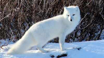 Fur traders introduced Arctic foxes across Alaska's Aleutian Islands to produce pelts; by killing seabirds, the foxes helped turn lush grasslands into tundra