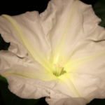 As the sun goes down, 'Moon garden' begins to glow against the dark: 5 most beautiful white flowers to grow in your garden