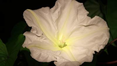 As the sun goes down, 'Moon garden' begins to glow against the dark: 5 most beautiful white flowers to grow in your garden