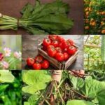 August gardening guide: Which are the best seeds to sow this month