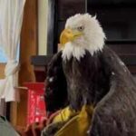 Bald Eagle, who nature lovers have been watching via an online livestream for over 10 years, dies; death comes weeks after fight with two other eagles