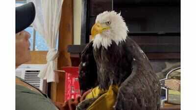 Bald Eagle, who nature lovers have been watching via an online livestream for over 10 years, dies; death comes weeks after fight with two other eagles