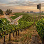 California vineyards installed more than 500 owl boxes; fields with more barn owls had up to 52% fewer rodents without using additional poison