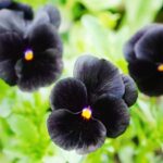 Black Flowers: Black hollyhock to Black Baccara: 5 black flowers that you may have never heard of