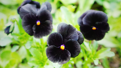 Black Flowers: Black hollyhock to Black Baccara: 5 black flowers that you may have never heard of