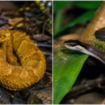 Brazil's Snake Island is home to just two snake species, including one of the world's most venomous pit vipers