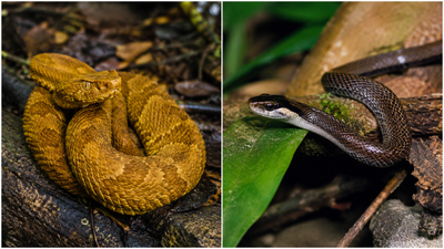 Brazil's Snake Island is home to just two snake species, including one of the world's most venomous pit vipers