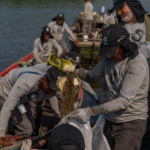 Brazil’s polluted Rio mangroves were disappearing under waste; then local fishers restored 18.2 hectares and more than 60 animal species returned