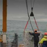 Britain is dropping 20 concrete reef cubes and 44 tons of scallop shells into the sea in the hope to bring back its native oysters who have reduced by 95% since 1800s