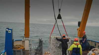 Britain is dropping 20 concrete reef cubes and 44 tons of scallop shells into the sea in the hope to bring back its native oysters who have reduced by 95% since 1800s