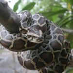 In 2026, Burmese Pythons are not Florida’s only invasive predator, other animals putting native wildlife under growing pressure