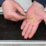 How to buy the right seeds for your balcony garden