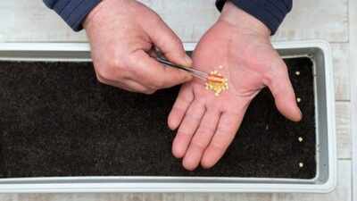 How to buy the right seeds for your balcony garden