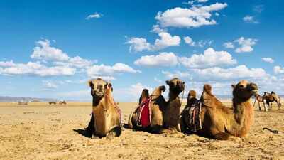 When a mother camel rejects her newborn, Mongolian herders sing to reunite them; the centuries-old tradition is UNESCO-recognised