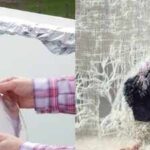 <b>Can aluminium foil keep pigeons away? Here's what to know about the balcony hack</b>