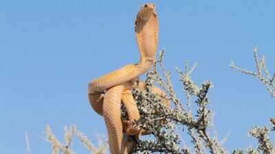6 Indian wildlife destinations where snakes are the real attraction