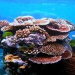 Georgia Tech researchers infected endangered Caribbean corals in a Florida laboratory; predatory bacteria halted disease progression in more than half the treated animals