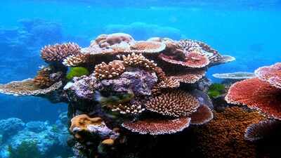 Georgia Tech researchers infected endangered Caribbean corals in a Florida laboratory; predatory bacteria halted disease progression in more than half the treated animals