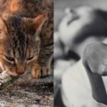 Cats went mad, birds fell from the sky, and a disease caused by poisoned seafood devastated an entire Japanese coastal community
