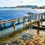China covered 40% of sea cucumber ponds with solar panels; younger animals spent 12 fewer days in summer inactivity