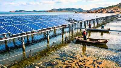 China covered 40% of sea cucumber ponds with solar panels; younger animals spent 12 fewer days in summer inactivity