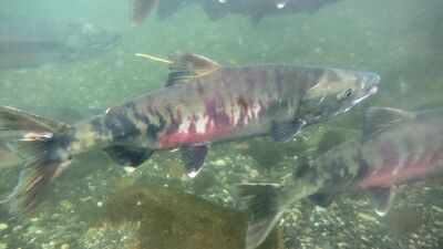 In the early 1990s, fewer than 1,000 threatened chum salmon returned to this Washington watershed; recent returns average 32,600 a year as a $9.7 million river restoration nears completion