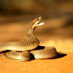 A 72-year-old man in China cut off a cobra’s head and picked it up five minutes later; it bit his palm, and doctors spent two months saving his hand