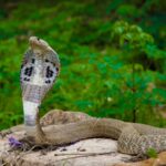 What to do if you encounter a Cobra snake: Simple and mindful tips to stay safe and avoid contact