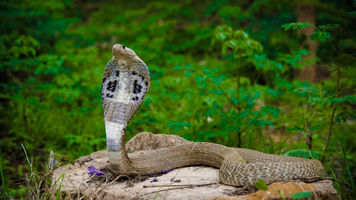 What to do if you encounter a Cobra snake: Simple and mindful tips to stay safe and avoid contact