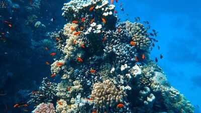 In 2025, Miami Beach sank 22 concrete cars 20 feet underwater; the surreal traffic jam was built to support 2,200 corals and marine life