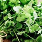 5 tips to keep coriander leaves (dhania patta) fresh for weeks