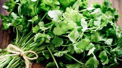 5 tips to keep coriander leaves (dhania patta) fresh for weeks