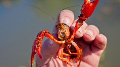 In the 1970s, Britain imported North American signal crayfish for farms; they escaped, bred in huge numbers and now infest rivers across England, Wales and Scotland, carrying a plague deadly to native crayfish