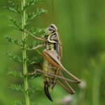In 2005, crickets were fertilised aboard the ISS; 112 embryos and larvae were studied, and the microgravity-exposed larvae hatched earlier than ground controls